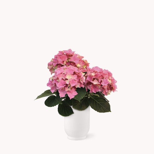 Pink hydrangeas beautifully arranged in a sleek white vase, perfect for home decor.