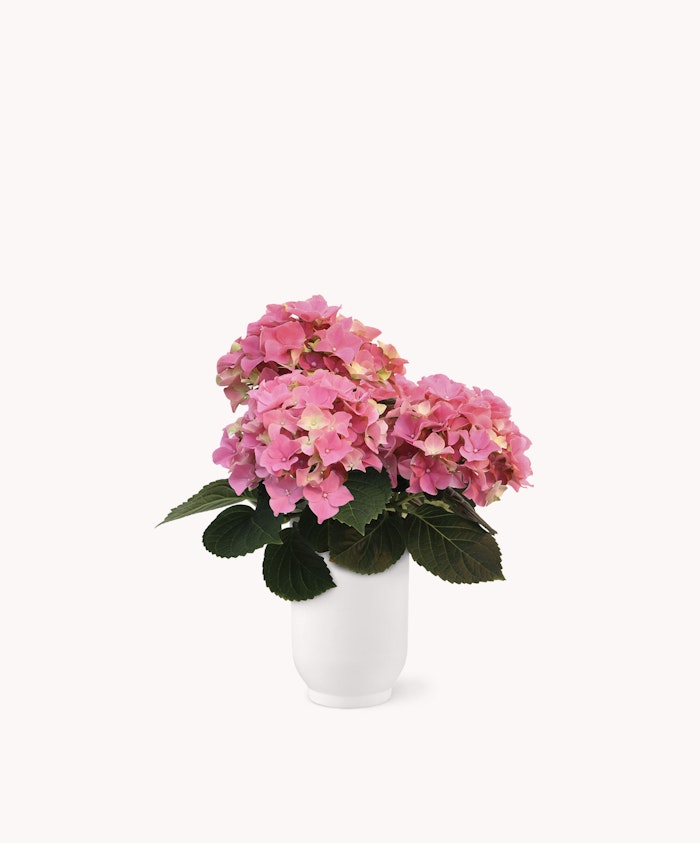 Pink hydrangeas beautifully arranged in a sleek white vase, perfect for home decor.