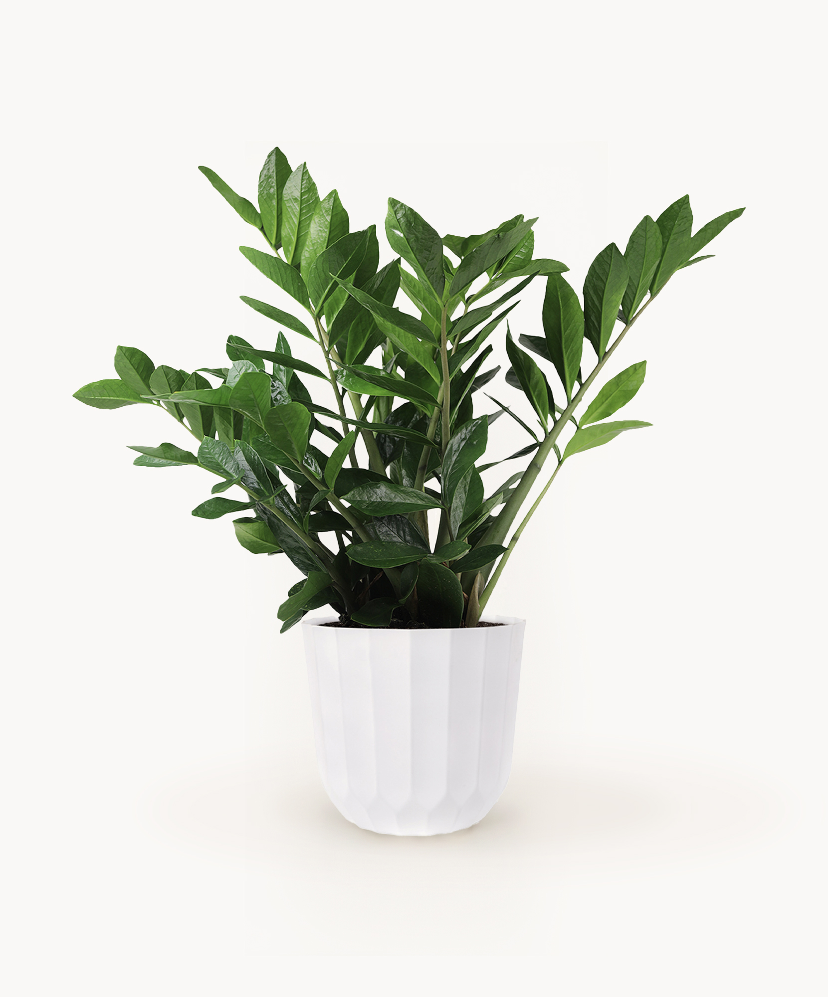 Lush green ZZ plant in a stylish white pot, perfect for indoor decor and air purification.