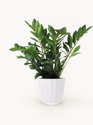Lush green ZZ plant in a stylish white pot, perfect for indoor decor and air purification.