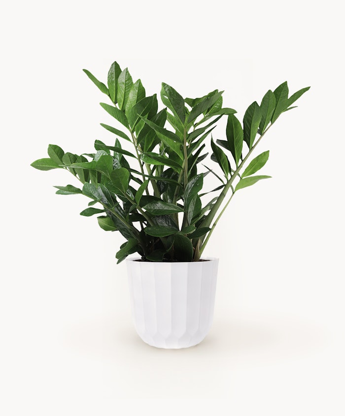 Lush green ZZ plant in a stylish white pot, perfect for indoor decor and air purification.