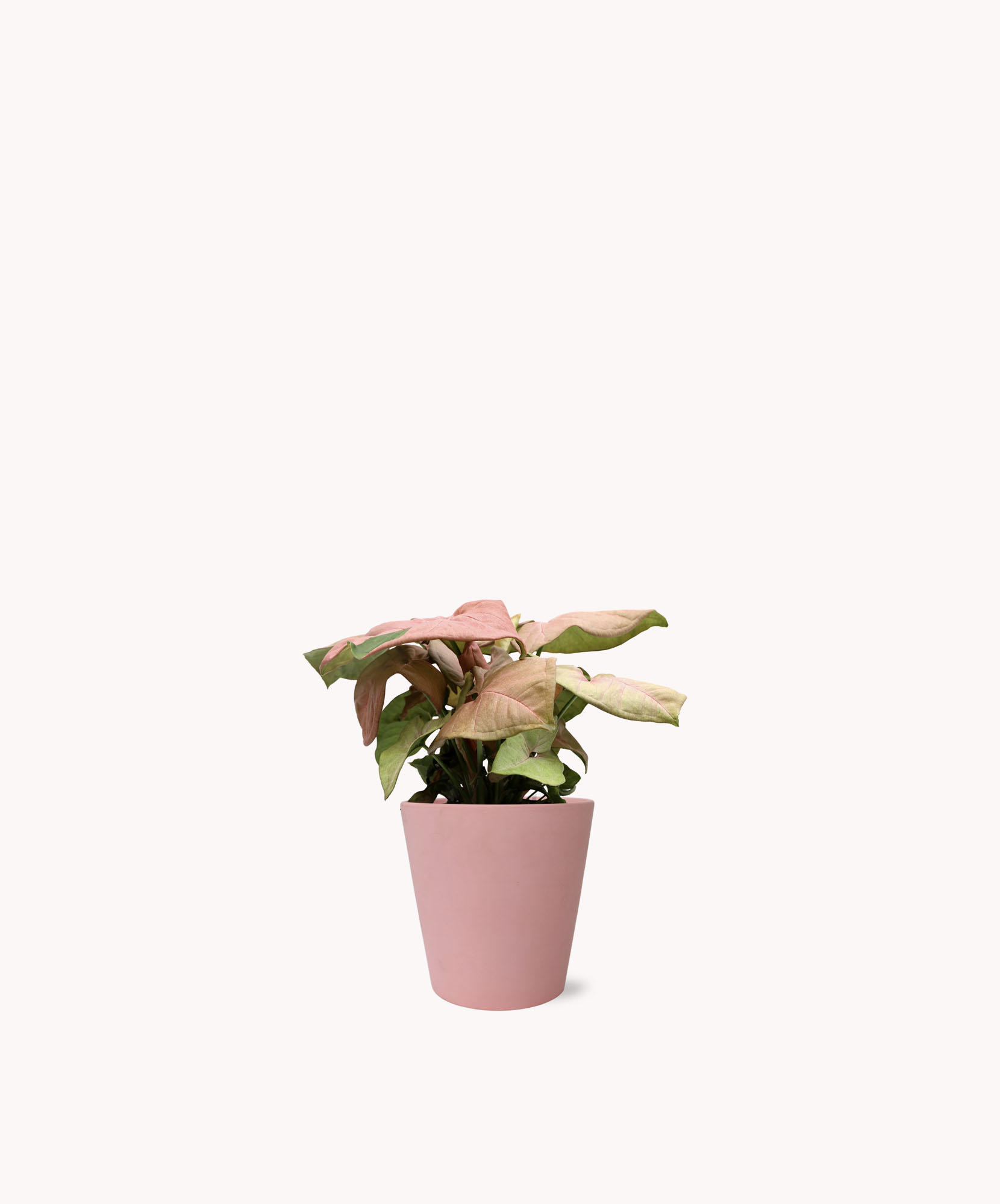 A charming potted plant with pink leaves in a stylish pink pot, ideal for home decor.