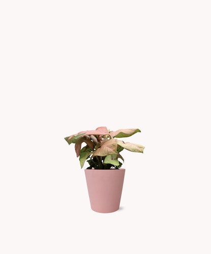 A charming potted plant with pink leaves in a stylish pink pot, ideal for home decor.