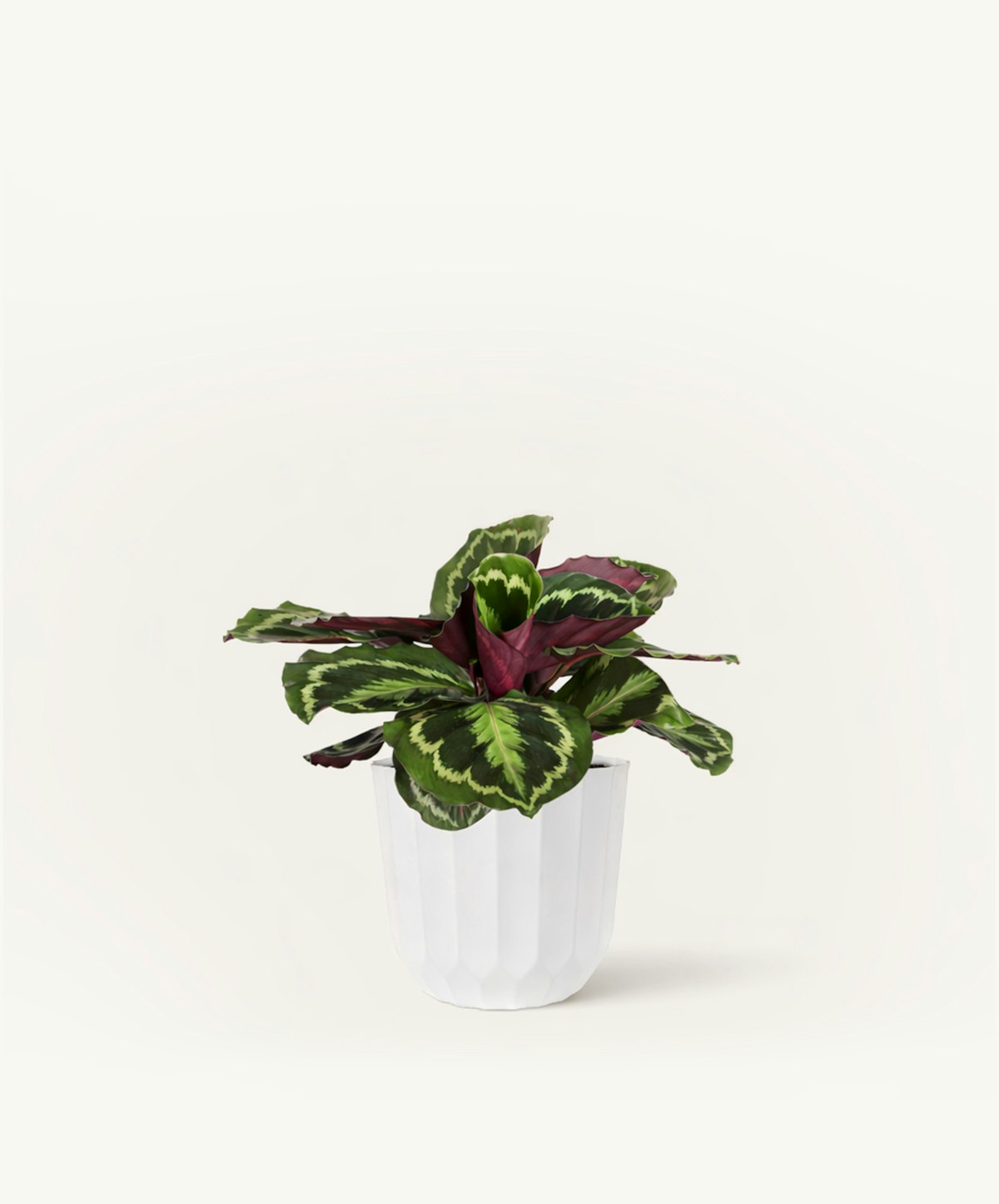 Large Calathea Medallion
