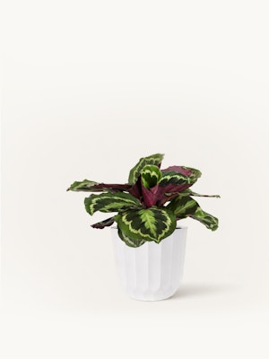 Vibrant indoor plant with striking green and purple leaves in a clean white pot.