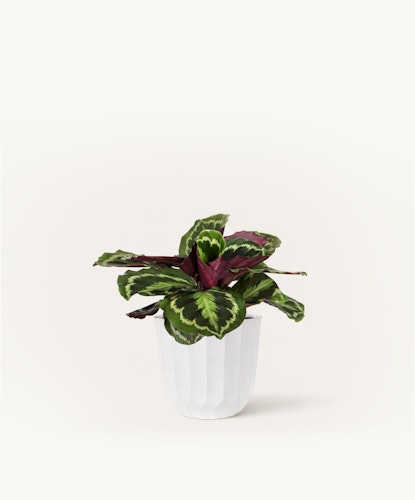 Vibrant indoor plant with striking green and purple leaves in a clean white pot.