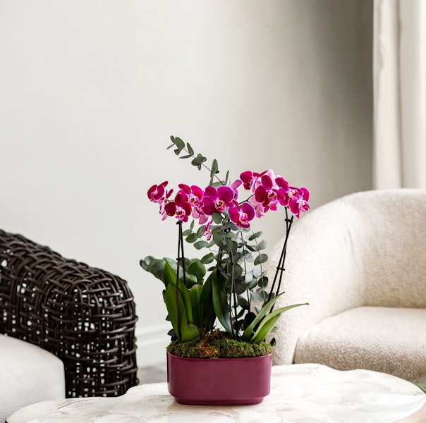 A vibrant purple orchid arrangement in a stylish pot, enhancing modern home decor.