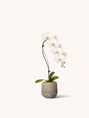 Elegant white orchid in a modern concrete pot, perfect for stylish home decor.