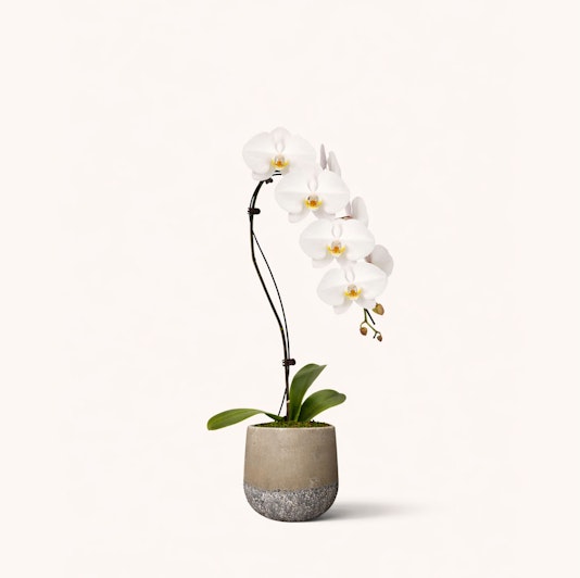 Elegant white orchid in a modern concrete pot, perfect for stylish home decor.