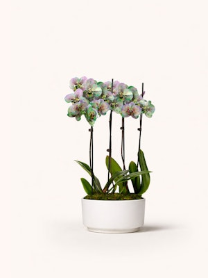 Elegant orchid arrangement with delicate purple blooms in a sleek white pot.