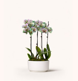 Elegant orchid arrangement with delicate purple blooms in a sleek white pot.