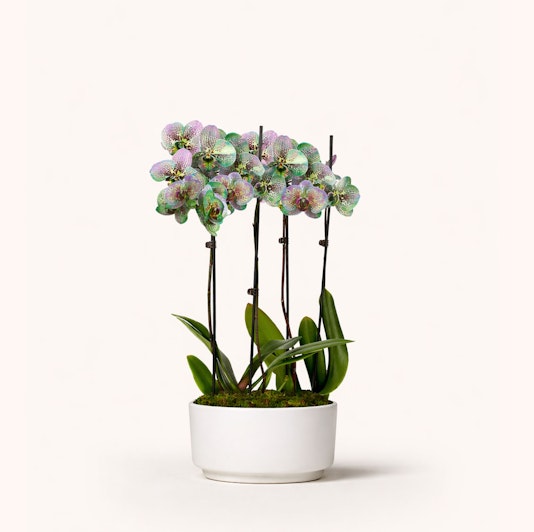 Elegant orchid arrangement with delicate purple blooms in a sleek white pot.