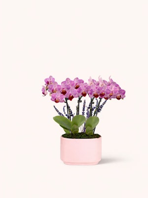 Elegant pink orchids in a modern pot, perfect for home decor and gift giving.