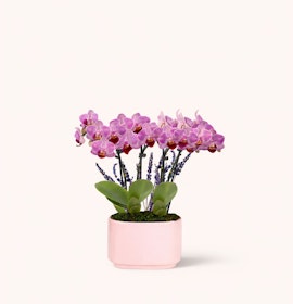 Elegant pink orchids in a modern pot, perfect for home decor and gift giving.