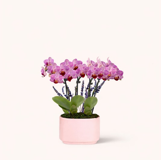Elegant pink orchids in a modern pot, perfect for home decor and gift giving.