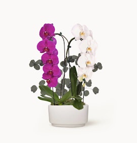 Elegant orchid arrangement featuring vibrant purple and white blooms in a sleek white pot.