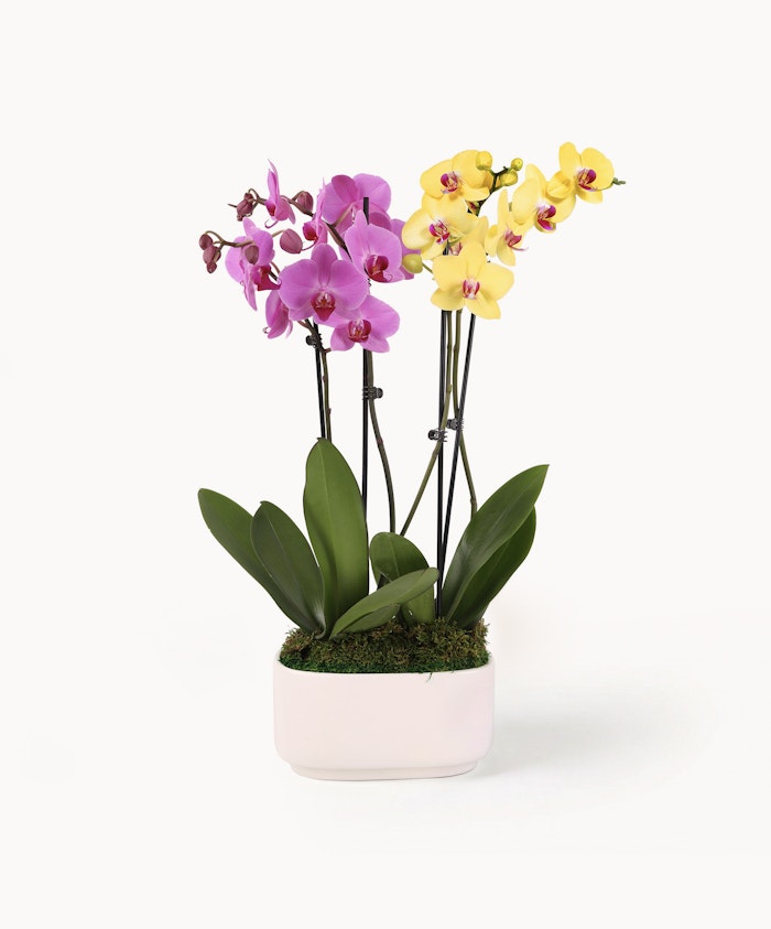 Elegant arrangement of pink and yellow orchids in a stylish white pot, showcasing nature's beauty.