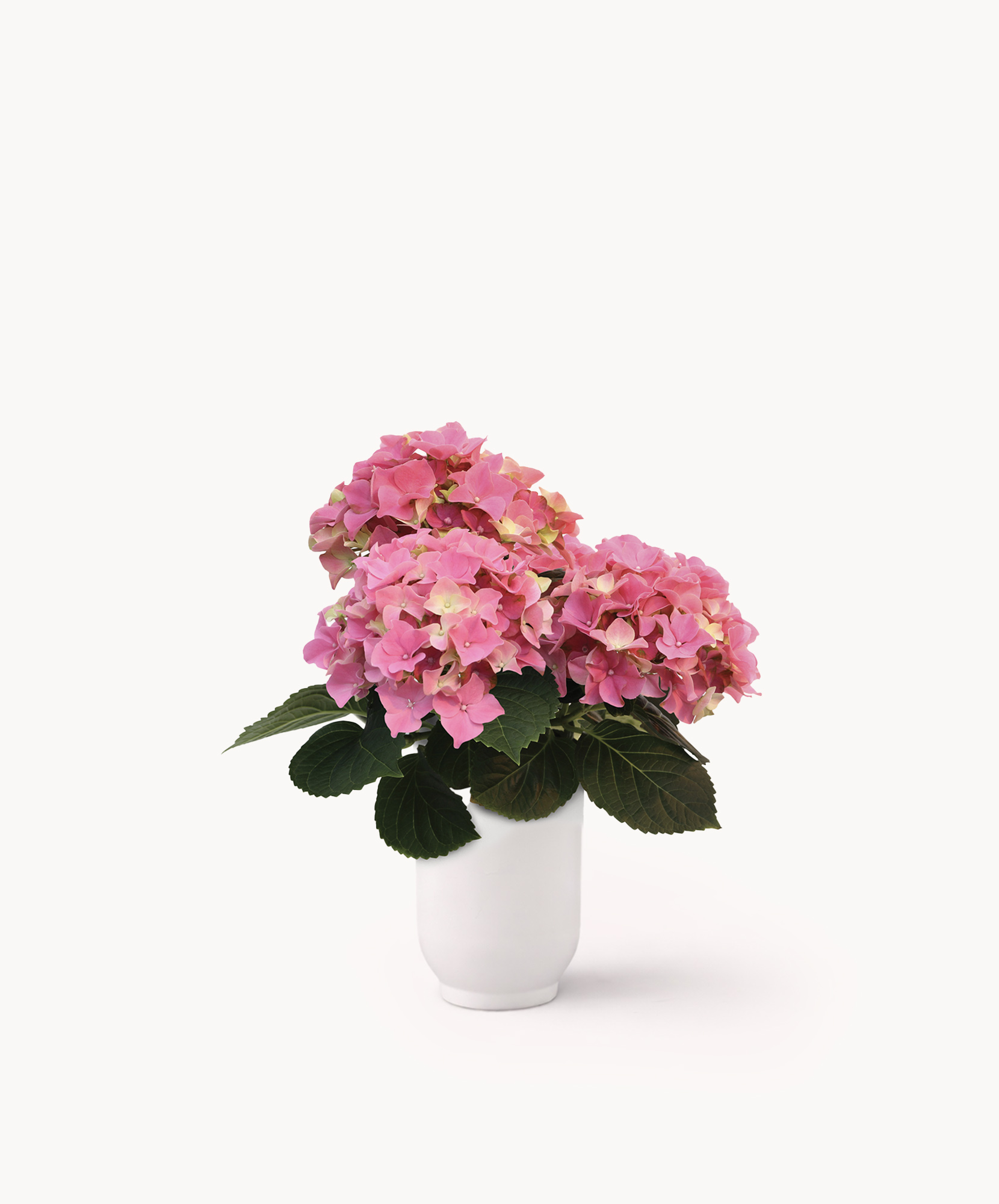 Beautiful pink hydrangeas in a sleek white vase, perfect for brightening any space.