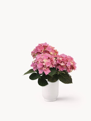 Beautiful pink hydrangeas in a sleek white vase, perfect for brightening any space.
