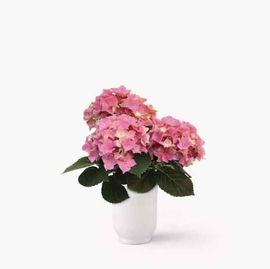 Beautiful pink hydrangeas in a sleek white vase, perfect for brightening any space.