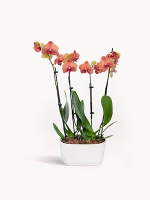 Elegant orange orchids in a sleek white pot, ideal for home decor or gifts.