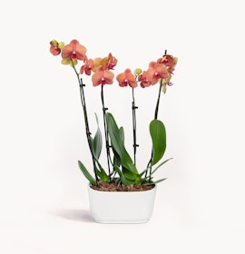 Elegant orange orchids in a sleek white pot, ideal for home decor or gifts.
