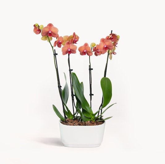 Elegant orange orchids in a sleek white pot, ideal for home decor or gifts.