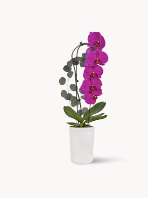 Elegant pink orchids in a sleek white pot, complemented by lush greenery for a refined display.