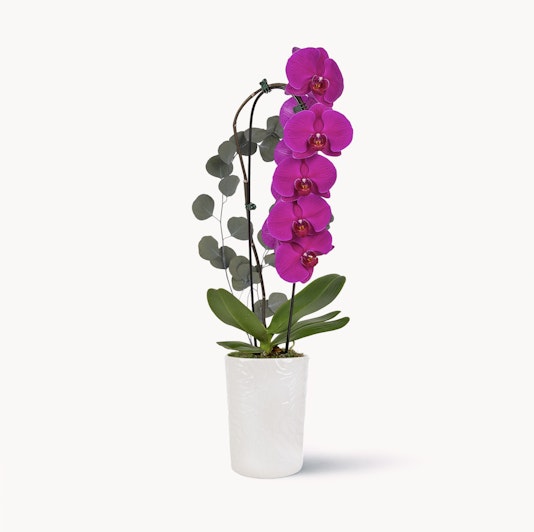 Elegant pink orchids in a sleek white pot, complemented by lush greenery for a refined display.