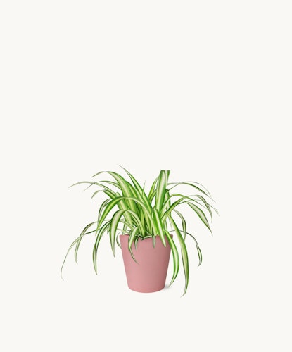 Lush green spider plant in a pink pot, perfect for home decor and indoor gardening.