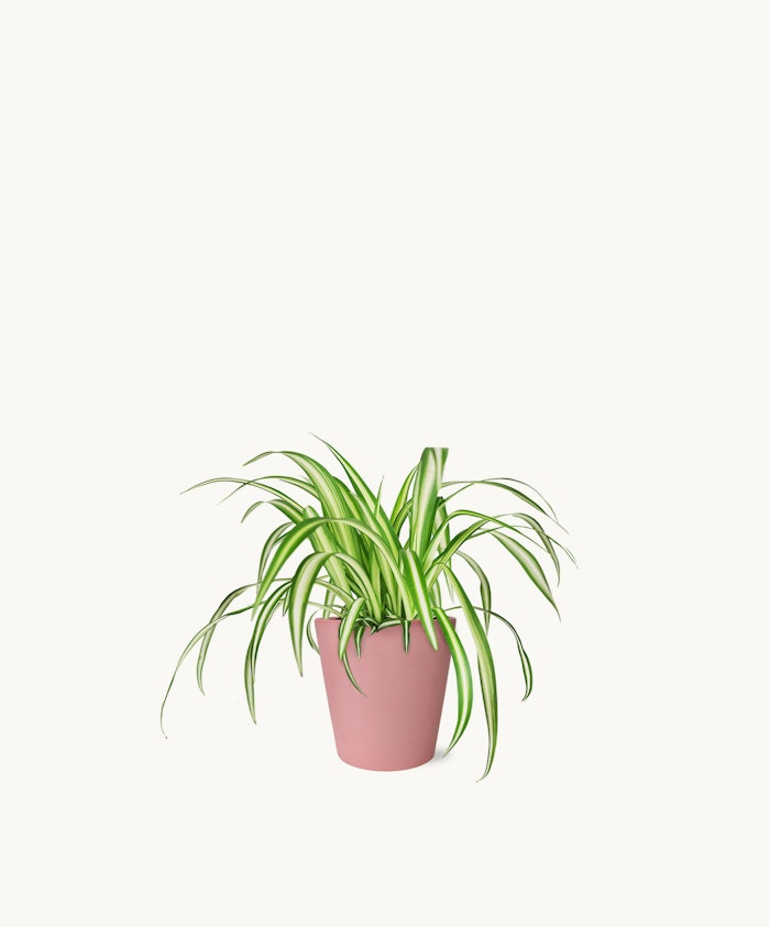 Lush green spider plant in a pink pot, perfect for home decor and indoor gardening.