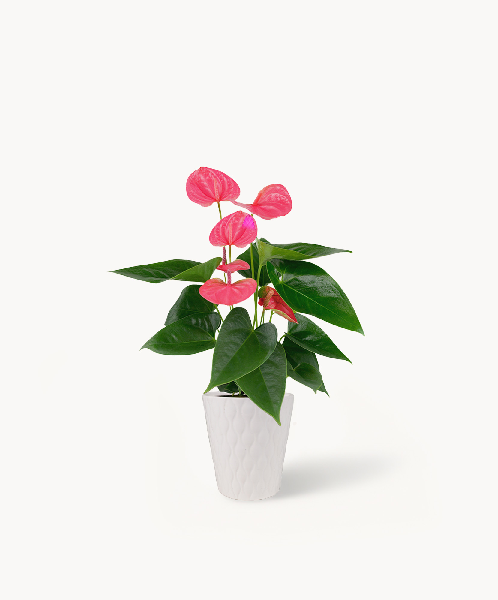 Vibrant pink anthurium plant in a stylish white pot, perfect for home décor.
