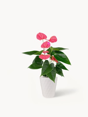Vibrant pink anthurium plant in a stylish white pot, perfect for home décor.