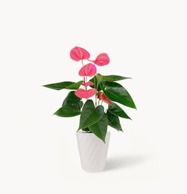 Vibrant pink anthurium plant in a stylish white pot, perfect for home décor.