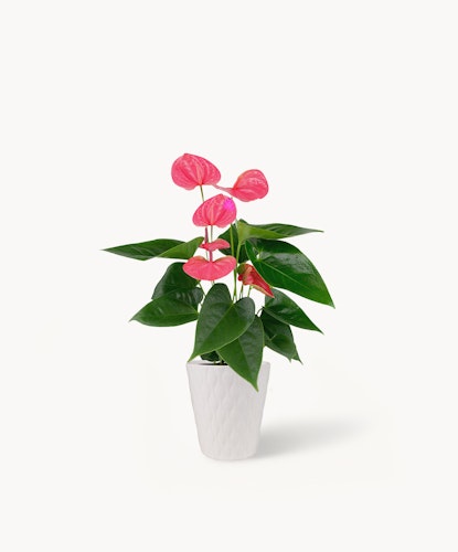 Vibrant pink anthurium plant in a stylish white pot, perfect for home décor.