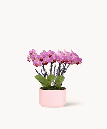 Elegant pink orchids in a stylish pot, perfect for home decor or gifting.