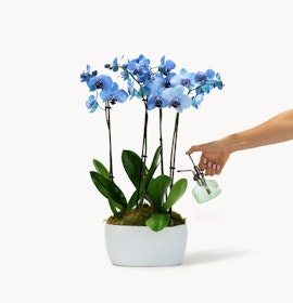 Elegant blue orchids in a decorative pot, accompanied by greenery and a stylish watering can.