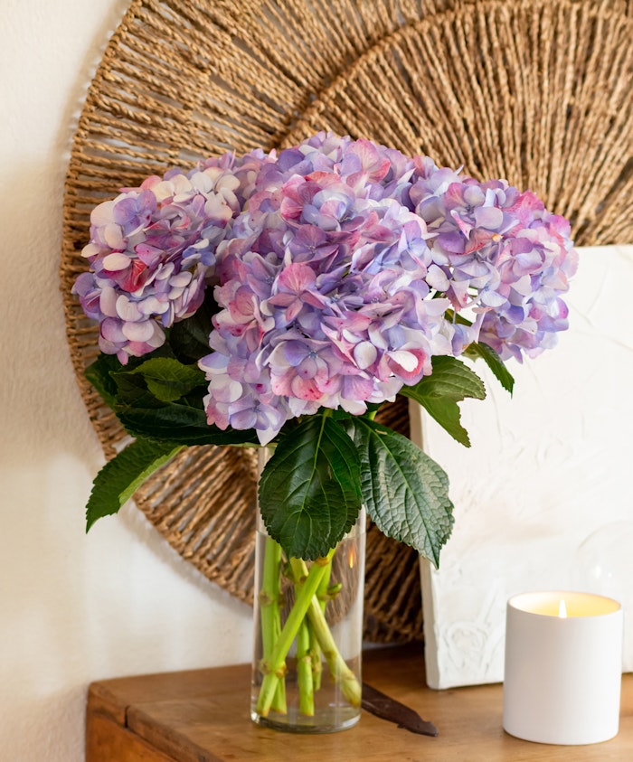 Vibrant hydrangea bouquet in shades of purple and pink, elegantly arranged in a clear vase.