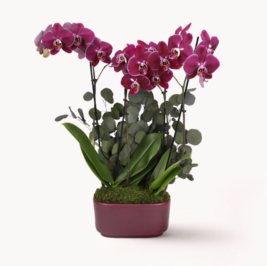 Vibrant pink orchids elegantly displayed in a modern pot with lush green foliage.