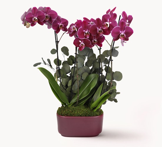 Vibrant pink orchids elegantly displayed in a modern pot with lush green foliage.