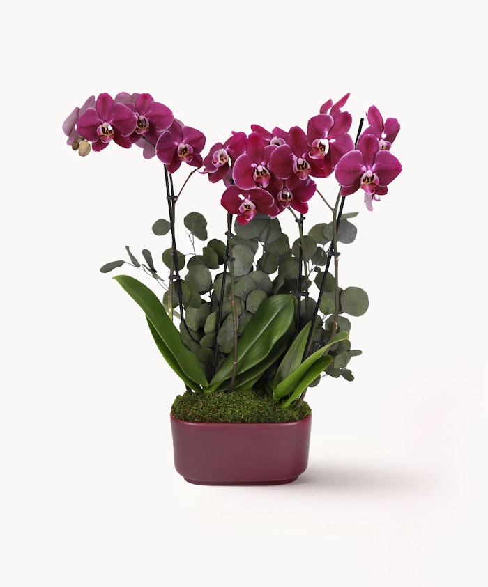 Vibrant pink orchids elegantly displayed in a modern pot with lush green foliage.