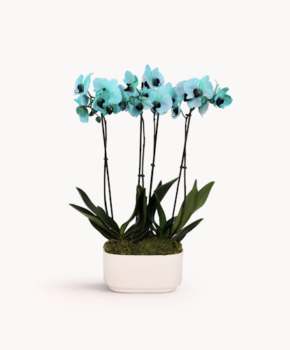 Elegant turquoise orchids in a sleek white pot, perfect for home decor and gifts.