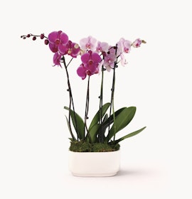 Elegant pink and purple orchids in a stylish white planter, enhancing any space's decor.