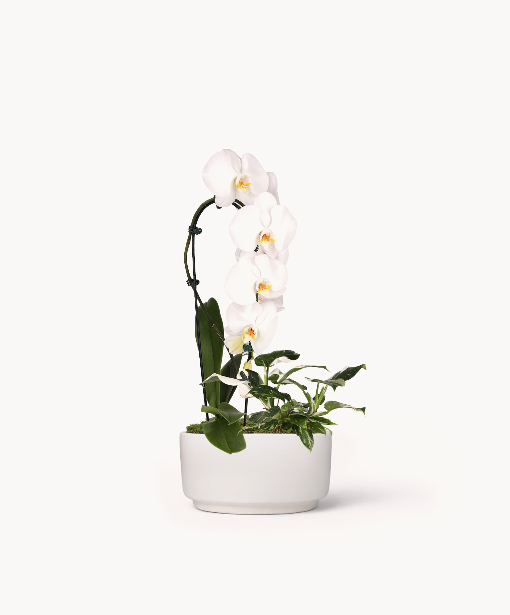 Elegant white orchid plant in a modern pot, perfect for home decor or gifts.