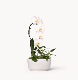 Elegant white orchid plant in a modern pot, perfect for home decor or gifts.