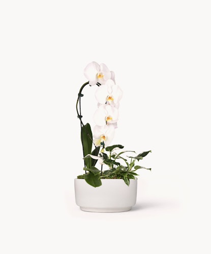 Elegant white orchid plant in a modern pot, perfect for home decor or gifts.