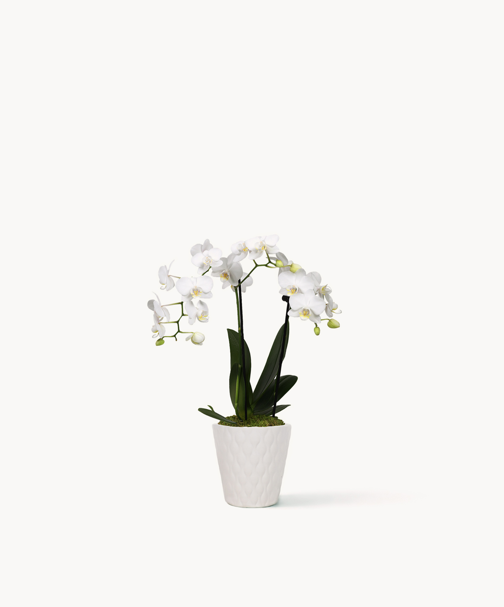 Elegant white orchid plant in a textured white pot, adding sophistication to any space.