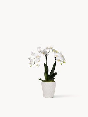 Elegant white orchid plant in a textured white pot, adding sophistication to any space.