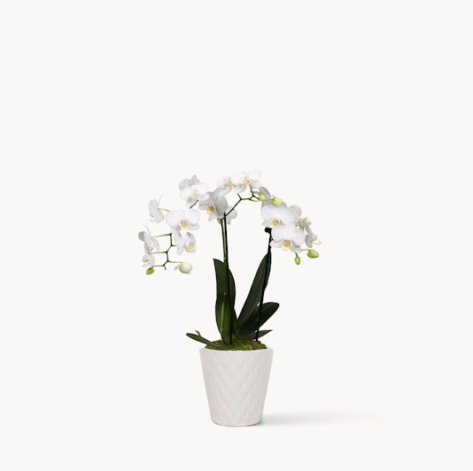 Elegant white orchid plant in a textured white pot, adding sophistication to any space.