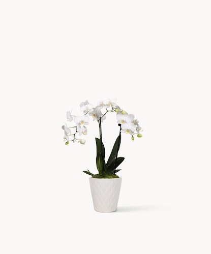 Elegant white orchid plant in a textured white pot, adding sophistication to any space.